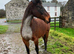 Bay roan Connie X mare