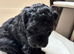 Adorable F2 Cockapoo Puppies Looking for Forever Homes