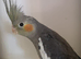 Baby Cockatiel
