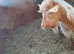 Golden Guernsey billy