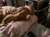 2x Maine coon cross. Boys
