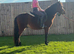 11hh show pony gelding