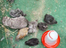 Young bantam chickens