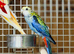 Rosella parrot