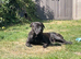 looking for forever home