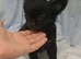 2 boys left Long coat chihuahua males