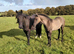Dun yearling colt to make 15hh