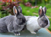 Beautiful friendly 3/4 Netherland cross rabbits