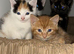 Beautiful kittens