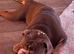 Male English bulldog