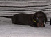 Ready Beautiful PRA clear mini smooth dachshund puppies