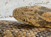RUSSIAN SAND BOA - pair M&F