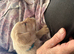 Superb KC Reg Labrador Puppies