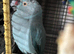 Breeding pair blue Indian ringneck