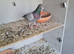 Raceing pigeons