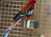 Rosella