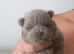 Amazing lilac girls russian line pomeranians