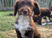 ONE LEFT Adorable labradoodle puppies READY NOW