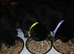 Shepweiler pups