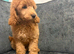 Poodle