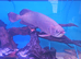 Arowana
