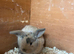 Beautiful Mini Lop Kits