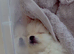 Ready now !!!!!1 beautiful Pomeranian female left !!!