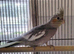 Female Cockatiel