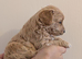 LAST F1 Apricot & Cream Maltipoo Puppies