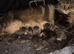 Maine coon pedigree kittens