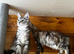 Maine Coon kittens last girl available