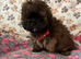 Shihpoo puppies girls and boys ready to go to the new homes