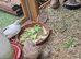 Quails for free