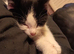 ORPHAN - White and Black kitten.