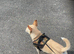 Beautiful chihuahua