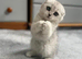 Adorable Scottish Fold Kitten Looking for a Forever Home