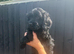 Gorgeous Cockapoo Puppy