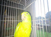 Yellow-naped amazon