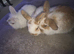 Lion head and lop ear baby rabbits