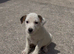 Jack Russell puppies