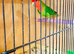 Peach face love birds