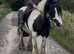 For sale Suzy 14hh lovely cob mare