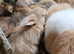 Lionhead/mini lop babies