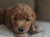 Ready, breeder, 4 dna clear red small miniature cockapoo litter