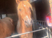 3 Year Old Palomino Gelding.