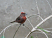 Red-crested Finch WANTED coryphospingus cucullatus