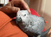 Tame African grey Glasgow