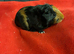 Baby female guinea pigs