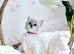Purebred Ragdoll Kittens