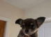 Baby girl chihuahua